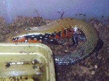 Riopa fernandi