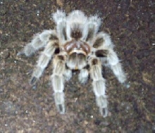 Grammostola rosea