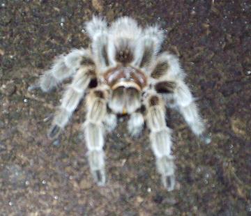 Grammostola rosea