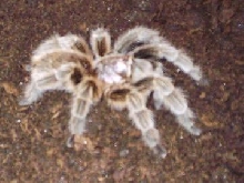 Grammostola rosea