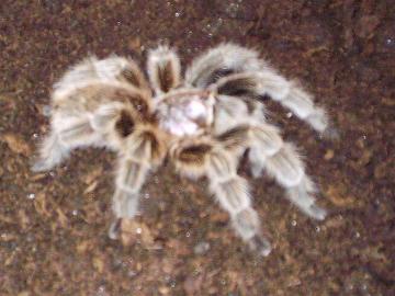 Grammostola rosea