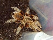 Grammostola rosea