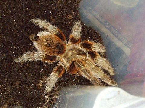 Grammostola rosea