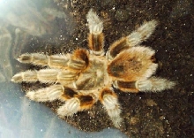 Grammostola rosea