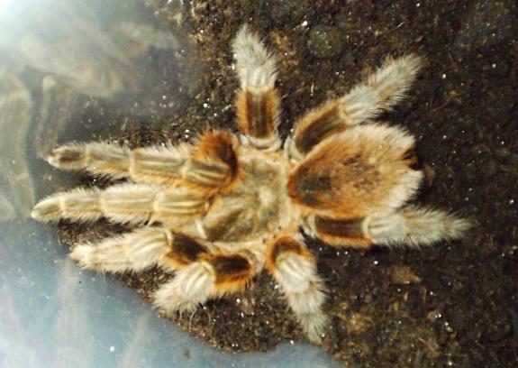 Grammostola rosea
