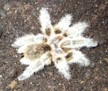 Grammostola rosea