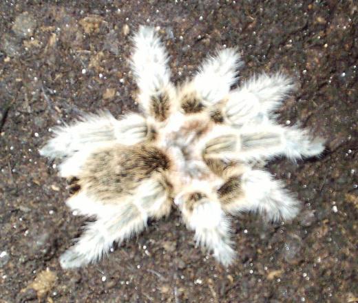 Grammostola rosea