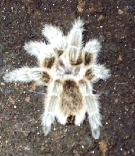 Grammostola rosea