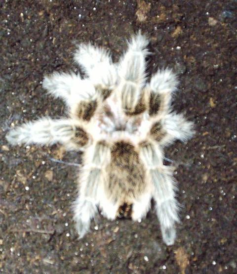 Grammostola rosea