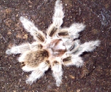 Grammostola rosea