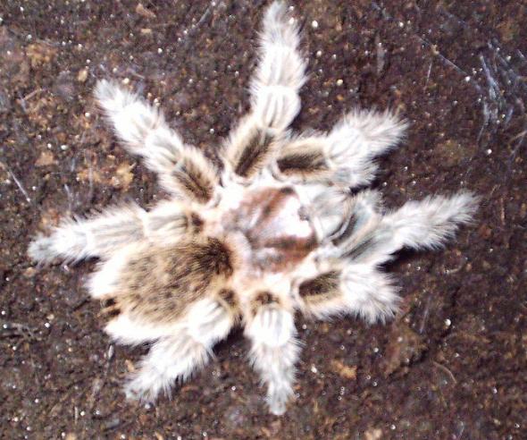 Grammostola rosea