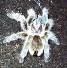 Grammostola rosea