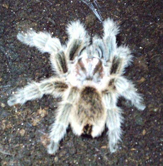 Grammostola rosea