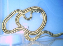 Thamnophis sauritus