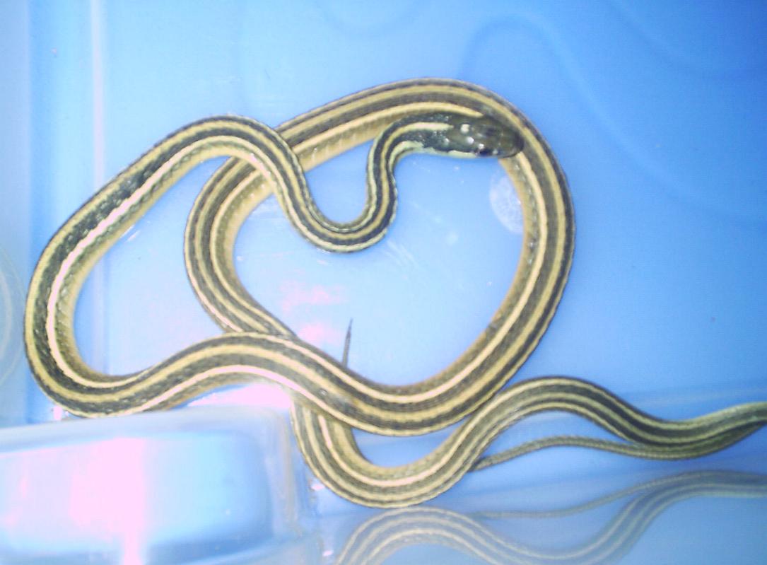 Thamnophis sauritus