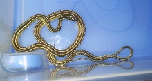 Thamnophis sauritus