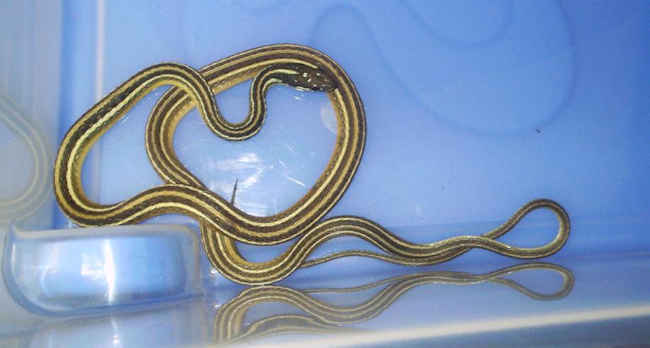 Thamnophis sauritus