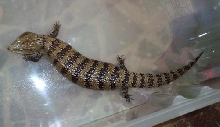 Irian Jaya BTS