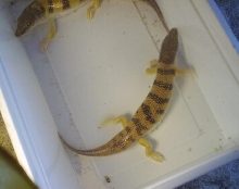 Scincus scincus