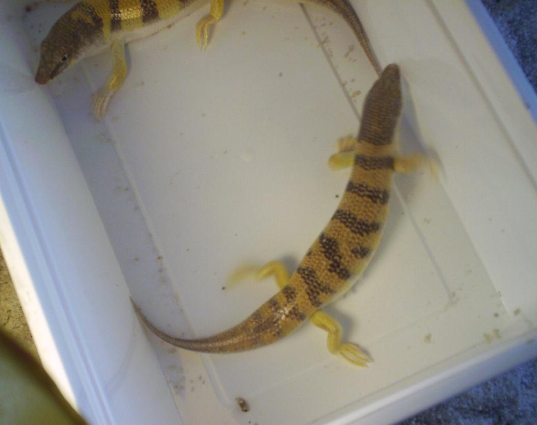 Scincus scincus