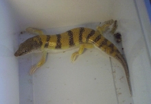 Scincus scincus