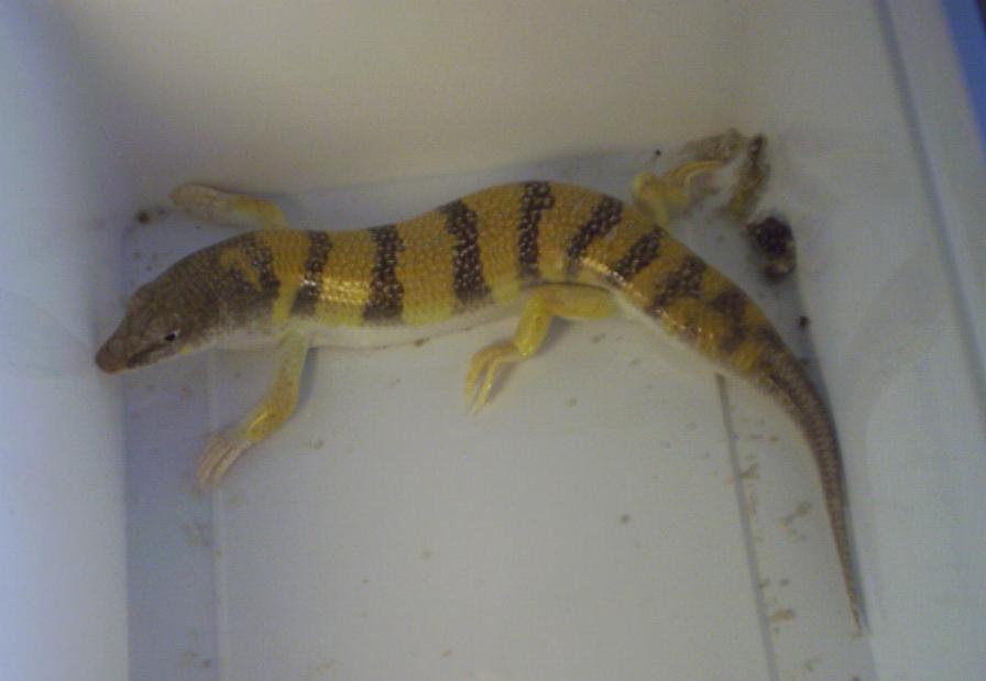 Scincus scincus