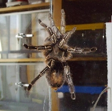 Aphonopelma seemanni