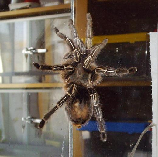 Aphonopelma seemanni
