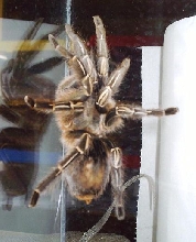 Aphonopelma seemanni