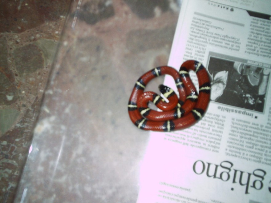 Lampropeltis triangulum sinaloe
