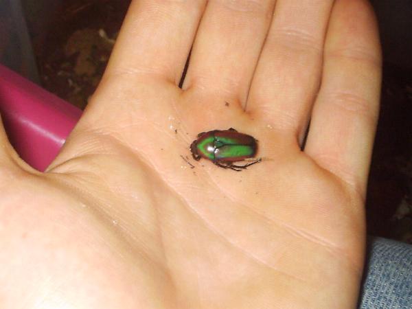 Smaragdesthes africana oertzeni