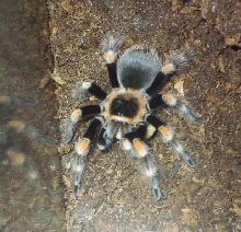 Brachypelma smithi