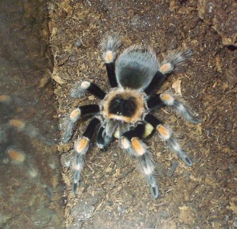 Brachypelma smithi