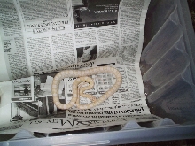 Pantherophis guttatus