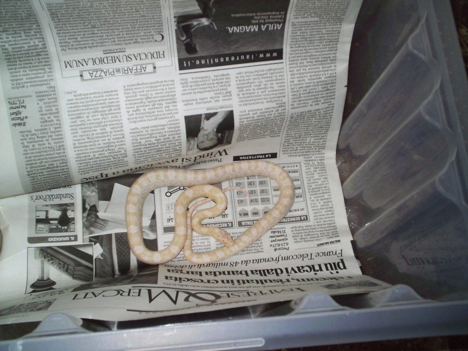Pantherophis guttatus