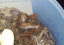 Telodeinopus aoutii