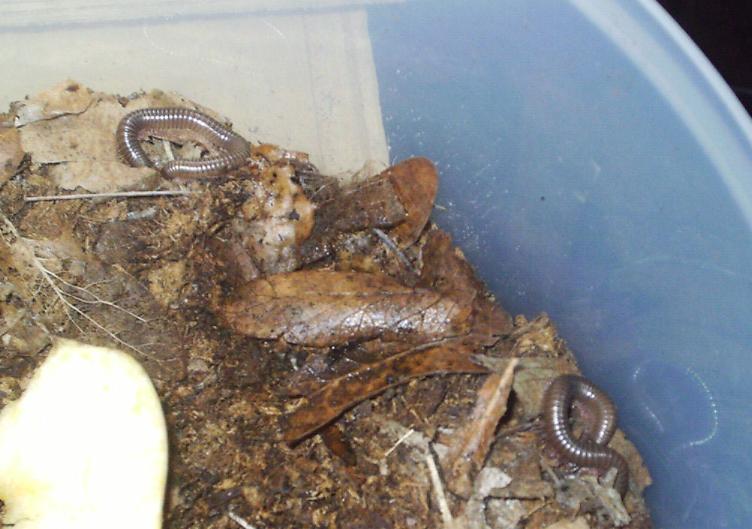 Telodeinopus aoutii