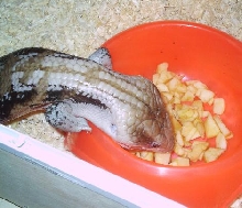 Tiliqua scincoides intermedia