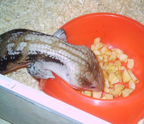 Tiliqua scincoides intermedia