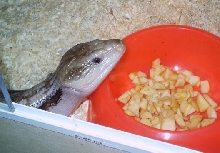 Tiliqua scincoides intermedia