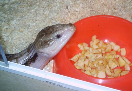 Tiliqua scincoides intermedia