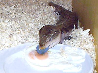 Tiliqua scincoides intermedia