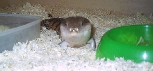 Tiliqua scincoides intermedia