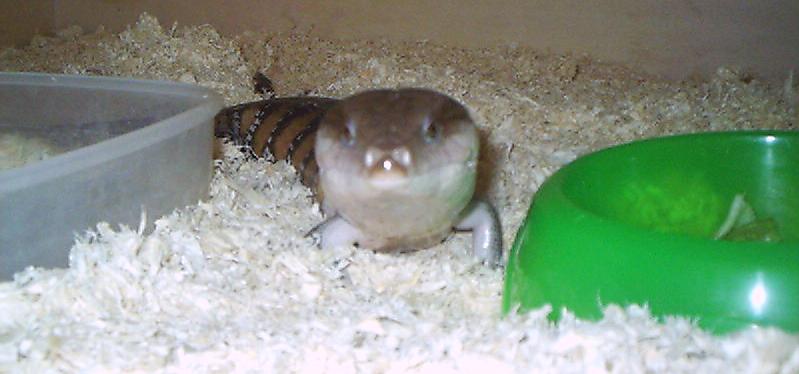 Tiliqua scincoides intermedia