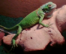 Iguana iguana