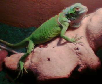 Iguana iguana