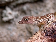 Anolis Cybotes