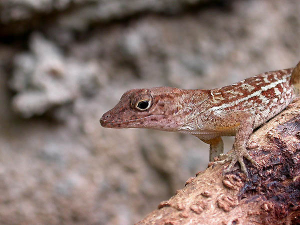 Anolis Cybotes