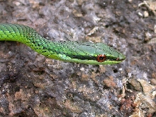 Common Green Snake