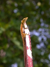 Anolis carolinensis baby